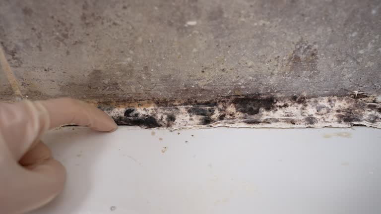 Asbestos and Lead Testing During Mold Inspection in Curtice, OH